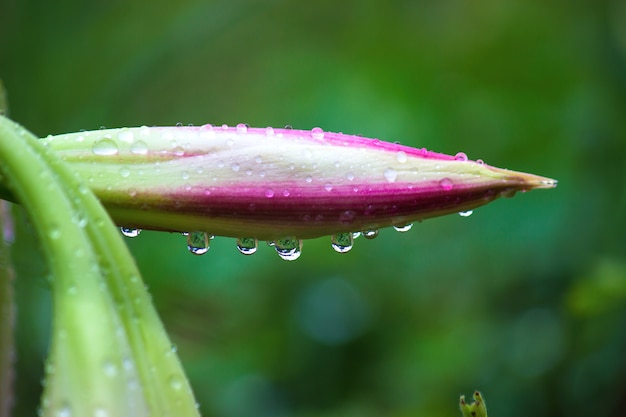 Bourgeon rose lilly