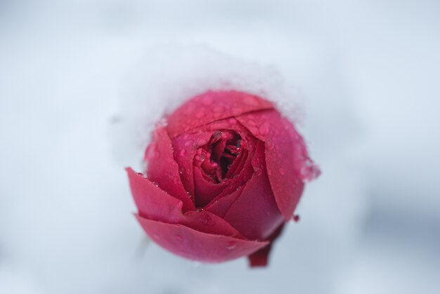 Bourgeon de rose recouvert de neige, une chute de neige soudaine. Fleur rose en hiver.