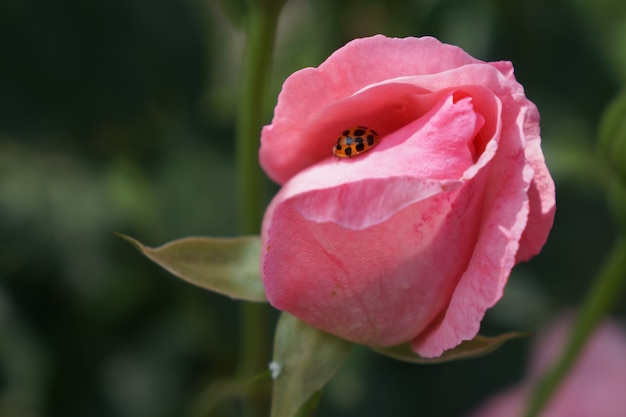 Le bourgeon de rose rose fleurit avec une coccinelle