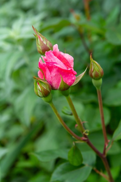 Bourgeon de rose rose avec fond naturel vert flou