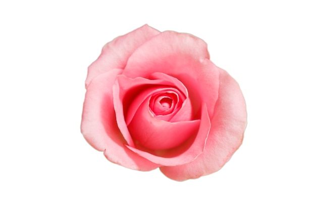 Bourgeon de rose rose isolé sur fond blanc