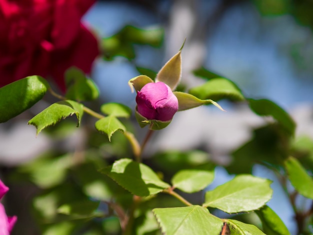 Photo un bourgeon de rose rouge fleurit sur une branche d'une rose de thé hybride