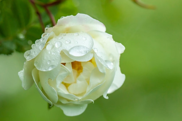 Bourgeon de roses arbustives parfumées blanches avec des gouttelettes d'eau après la pluie dans l'arrière-plan flou