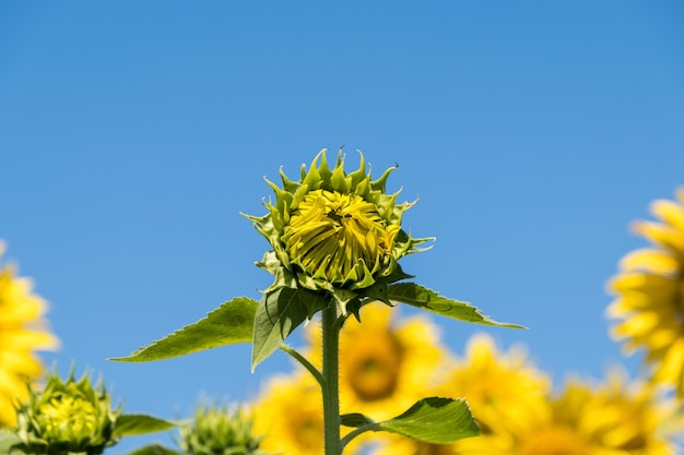 Bourgeon de tournesol dans la rangée de tournesol en fleurs sous le ciel bleu clair au matin de l'été, ferme de campagne, vue de face avec l'espace de copie.