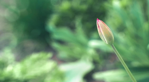 Un bourgeon de tulipe sur un fond d'herbe verte Fond naturel