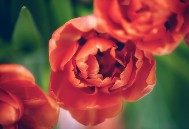 Bourgeon de tulipe ouvert gros plan Soft focus