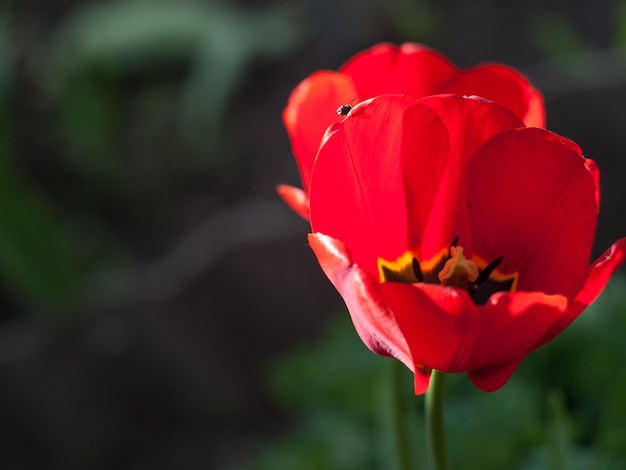 Bourgeon de tulipe rouge ouvert avec une mouche dessus dans un arrière-plan flou sombre faible profondeur de champ