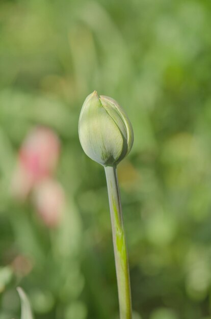 Bourgeon vert tulipe avec des feuilles vertes qui poussent dans le jardin À la recherche d'un concept de printemps