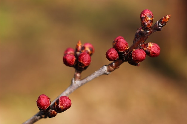 Bourgeons d'abricot au printemps se bouchent