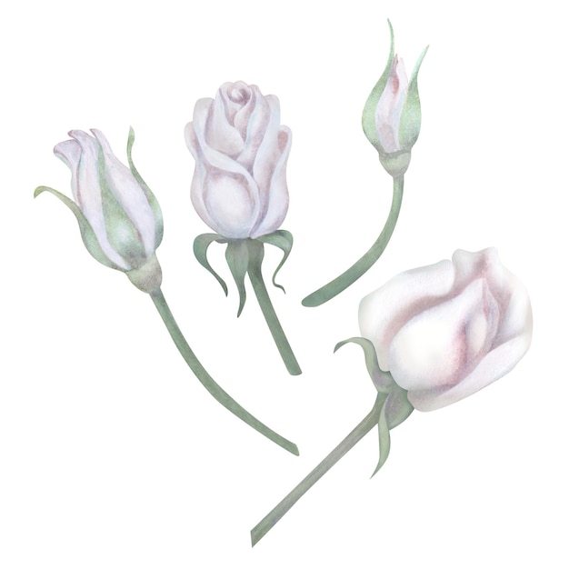 Des bourgeons d'aquarelle de roses blanches, des feuilles vertes, des eucalyptus lilas dans une couleur pastel dans un style vintage pour