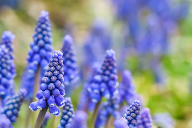 Bourgeons bleus fleurs muscari armeniacum ou jacinthe de raisin