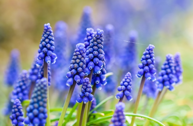 Bourgeons bleus fleurs muscari armeniacum ou jacinthe de raisin