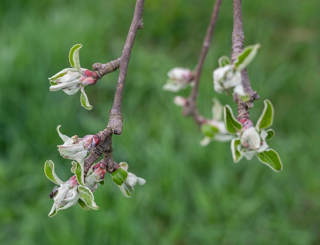 Bourgeons sur une branche de pommier au début du printemps