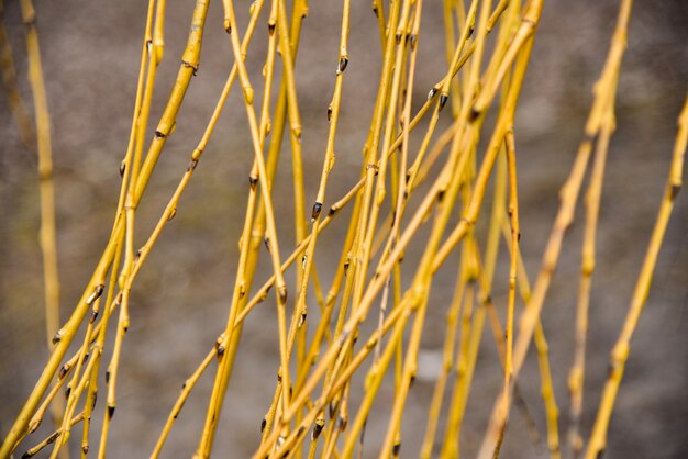 Bourgeons sur les branches jaunes d&#39;un saule au printemps