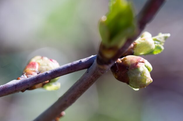 Bourgeons sur les branches