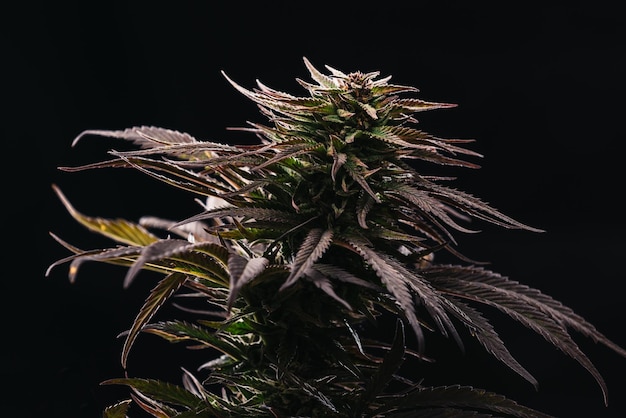 Bourgeons de cannabis CBD sur fond noir