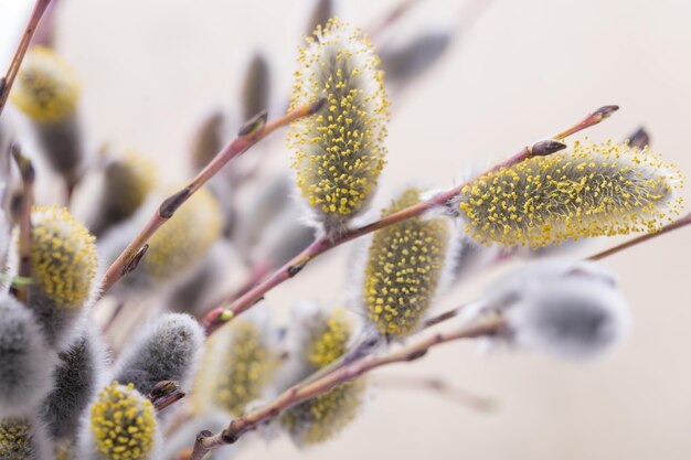 Bourgeons élargis sur saule chatte sur fond blanc