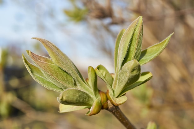 Les bourgeons des feuilles de lilas fleurissent et les jeunes feuilles apparaissent au printemps