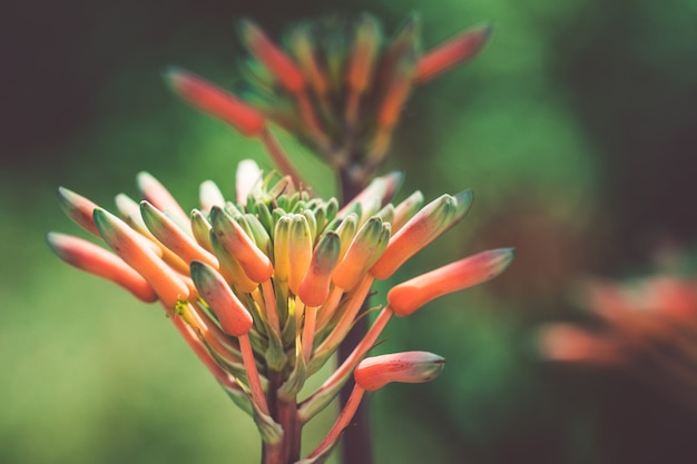 Bourgeons d'une fleur d'agave orange dans un jardin botanique