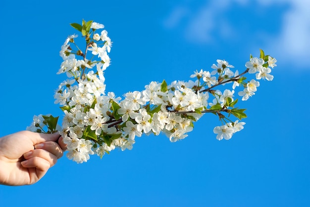 Bourgeons fleuris dans la main contre le ciel