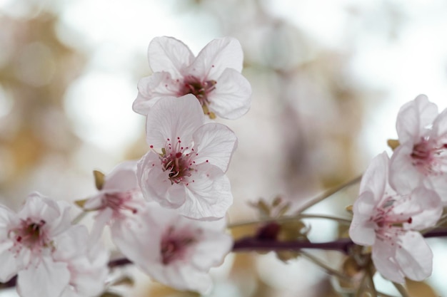 Bourgeons de fleurs sur une branche