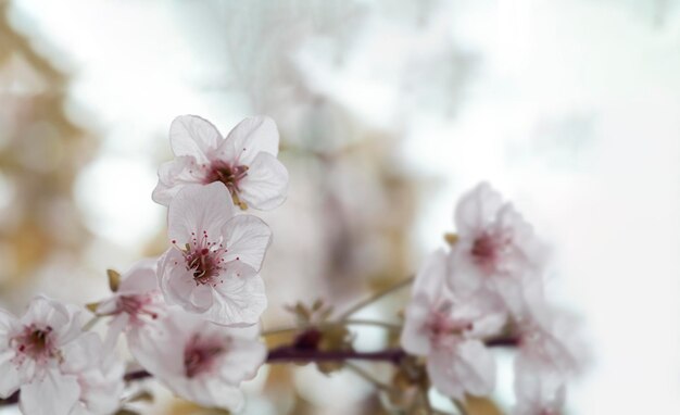 Bourgeons de fleurs sur une branche