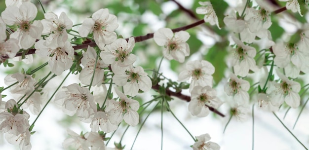 Bourgeons de fleurs sur une branche