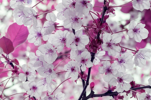 Bourgeons de fleurs sur une branche