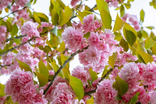 Bourgeons de fleurs sur une branche