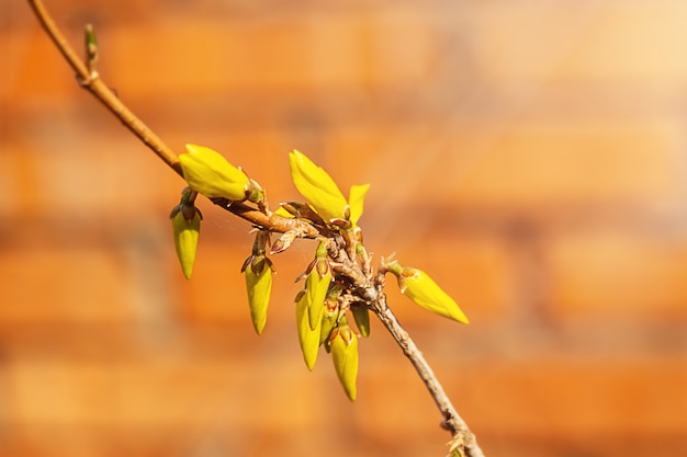 Bourgeons et fleurs de forsythia jaune sur fond de branches nues d'un buisson sur un arrière-plan flou photo horizontale