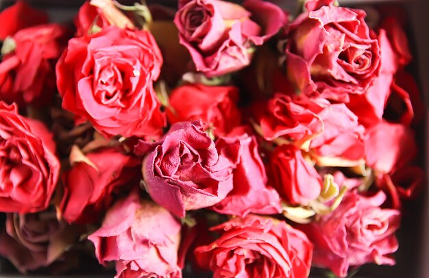 Bourgeons, fleurs et pétales séchés de rose rouge dans la boîte en carton ouverte