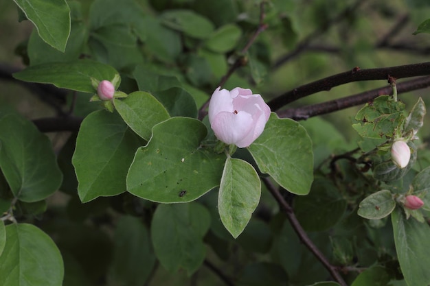 Bourgeons et fleurs sur un pommier