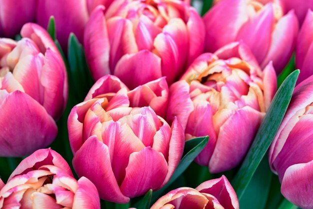 Bourgeons de fleurs de tulipes rouges dans un gros plan de bouquet