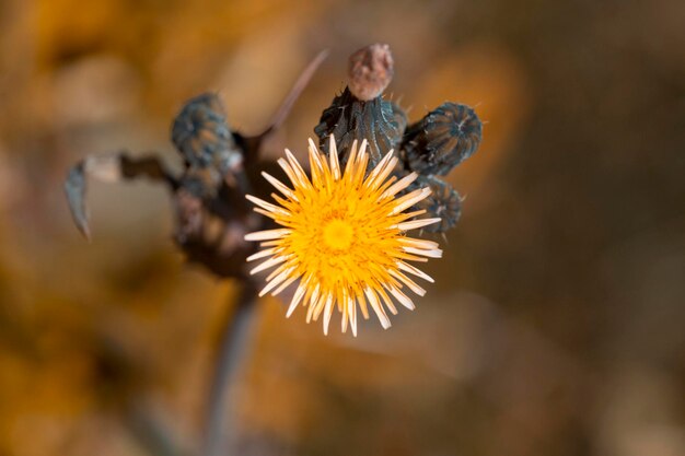 Bourgeons de fleurs