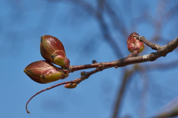 Les bourgeons floraux de l'érable houx fleurissent lat Acer platanoides