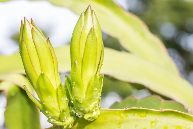 Bourgeons de fruits de dragon sur les branches.