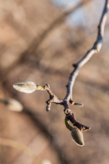 Bourgeons sur un gros plan de branche de saule