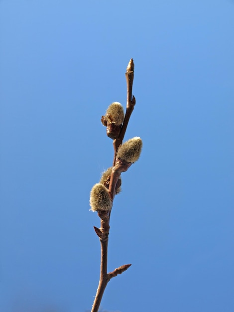 Bourgeons pelucheux sur une branche d'arbre