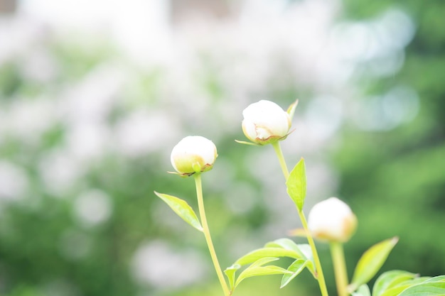 Bourgeons de pivoines blanches poussant dans le jardin