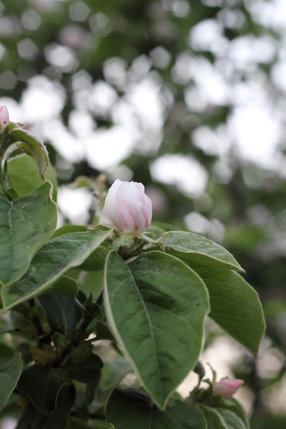 Bourgeons, sur un pommier. Petits bourgeons sur un rameau de pomme