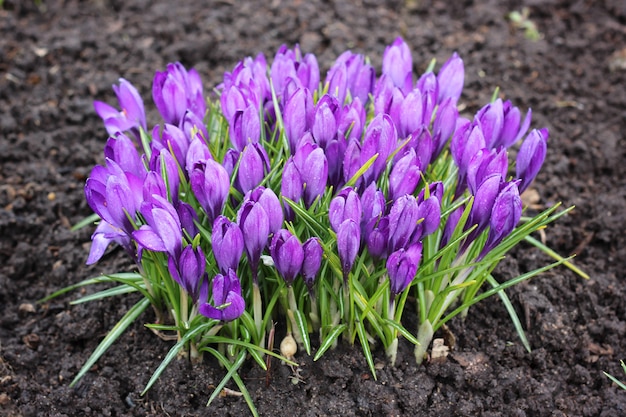 Bourgeons pourpres crocus qui poussent dans le jardin.