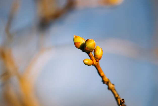 Bourgeons et premières feuilles sur les branches des arbres