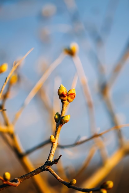 Bourgeons et premières feuilles sur les branches des arbres