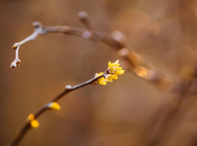 Bourgeons et premières feuilles sur les branches des arbres