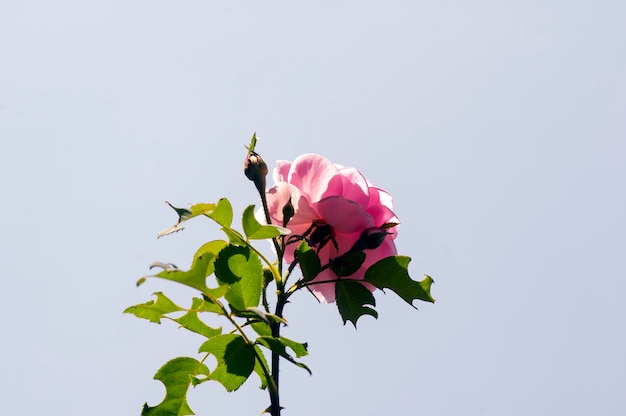 Des bourgeons de rose roses Rosa rubiginosa avec un fond flou sur une mise au point peu profonde