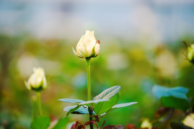 Bourgeons de roses blanches sur un buisson vert dans le jardin de printemps