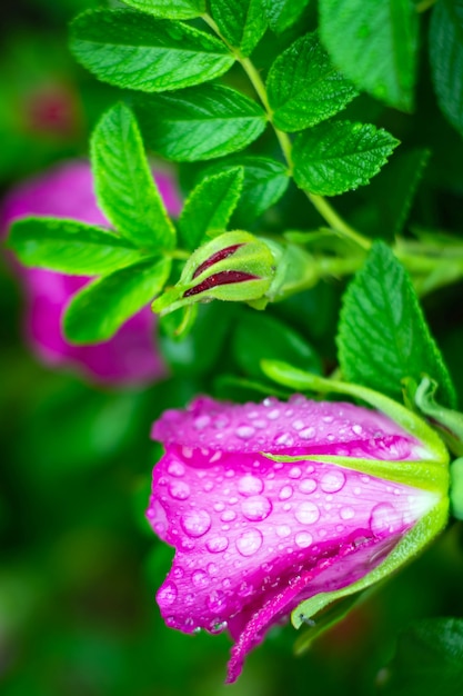 Bourgeons roses humides sous la pluie