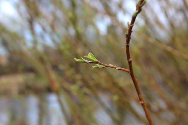 Bourgeons de saule sur un arrière-plan flou