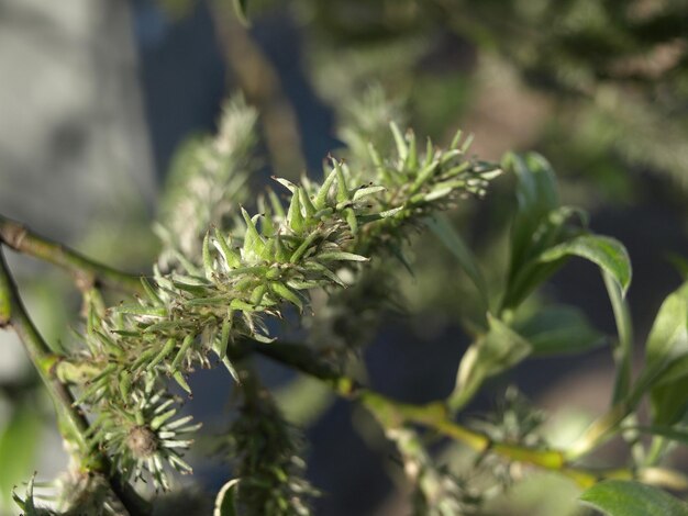 Bourgeons de saule moelleux sur une branche d'arbre