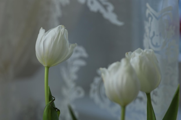 Bourgeons de tulipes courbés dans un bouquet sur la table